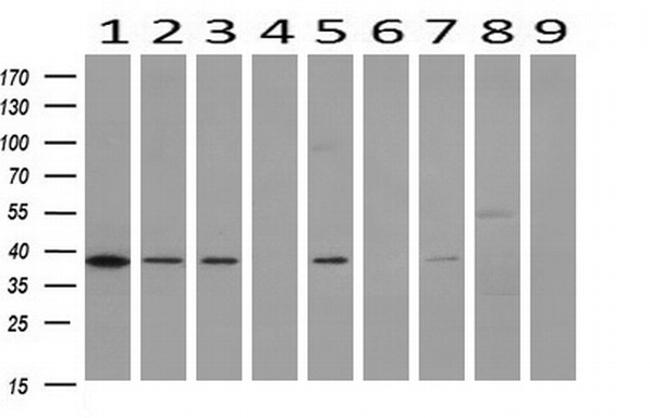 DNAJB1 Antibody in Western Blot (WB)