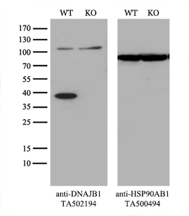 DNAJB1 Antibody in Western Blot (WB)