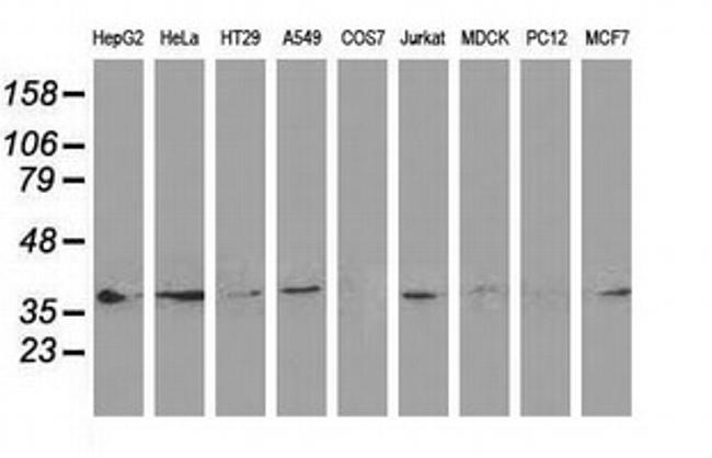 DNAJB1 Antibody in Western Blot (WB)