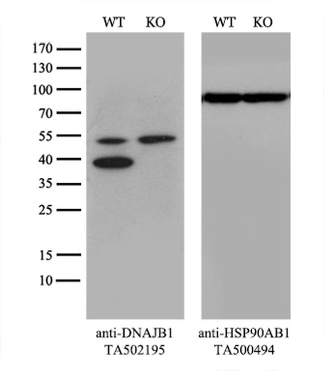 DNAJB1 Antibody in Western Blot (WB)