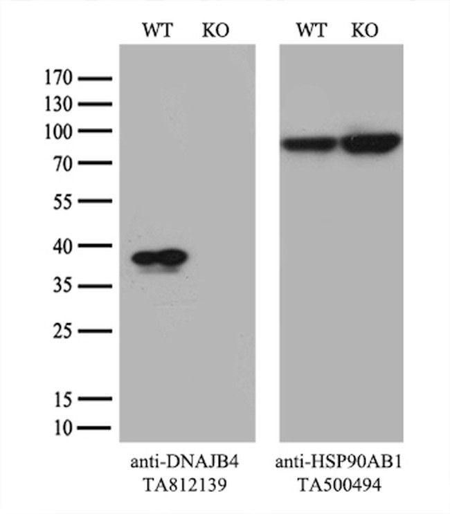 DNAJB4 Antibody