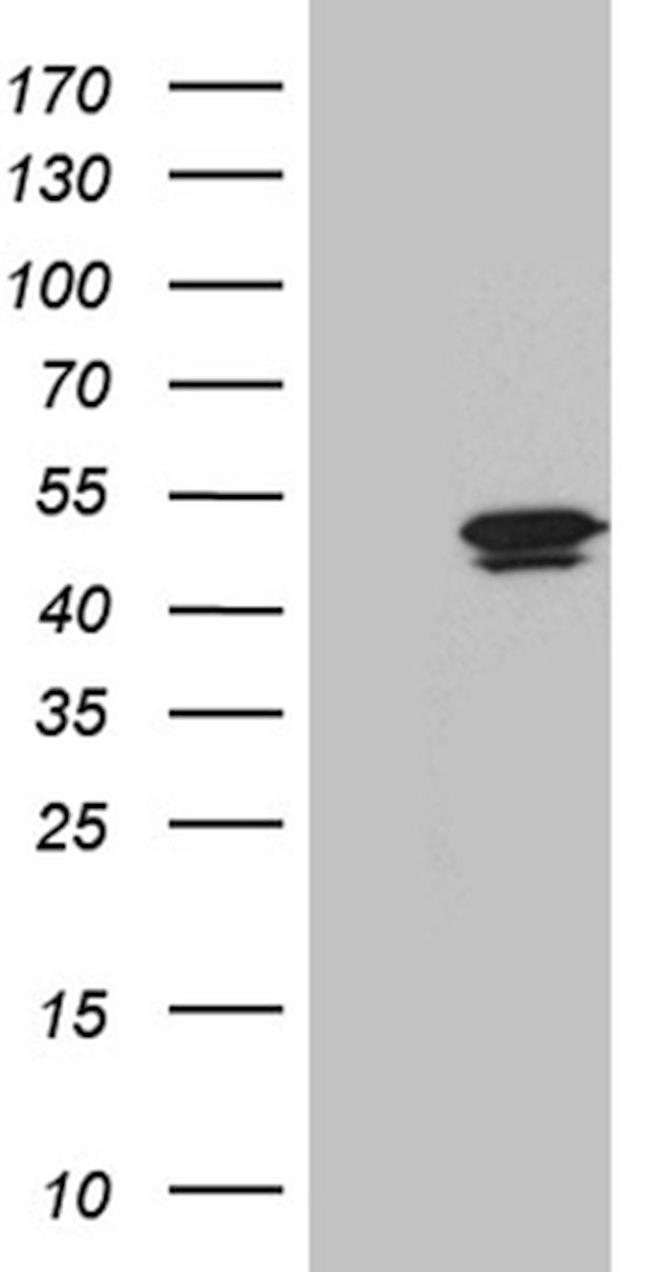 DNHL1 Antibody in Western Blot (WB)
