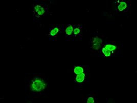 DNTTIP1 Antibody in Immunocytochemistry (ICC/IF)