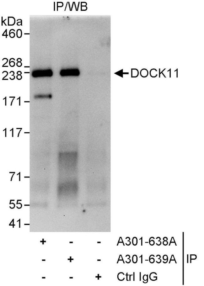 DOCK11 Antibody in Immunoprecipitation (IP)