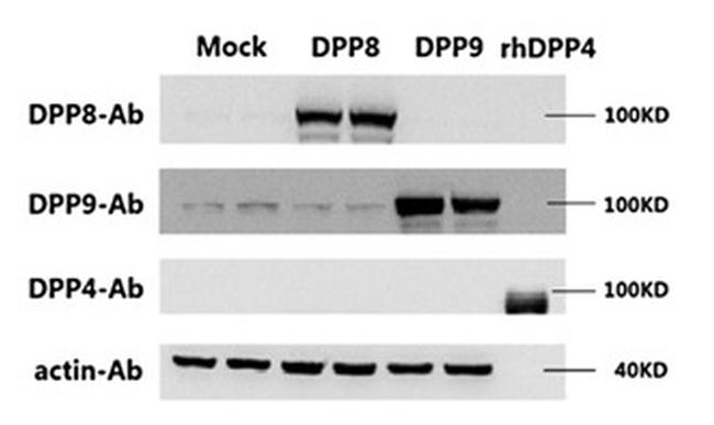 DPP9 Antibody in Western Blot (WB)