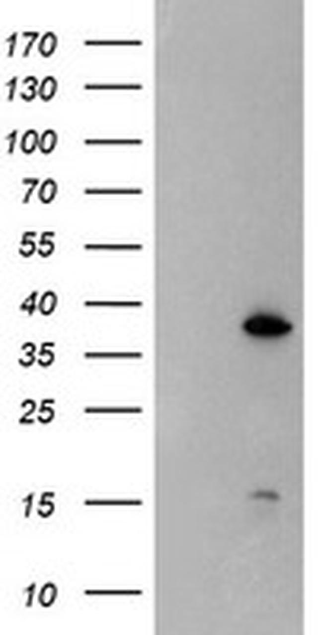 DPPA4 Antibody in Western Blot (WB)