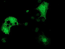 DTNA Antibody in Immunocytochemistry (ICC/IF)