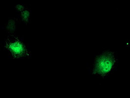 DTNB Antibody in Immunocytochemistry (ICC/IF)