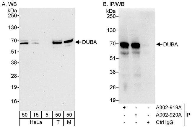 DUBA Antibody in Western Blot (WB)