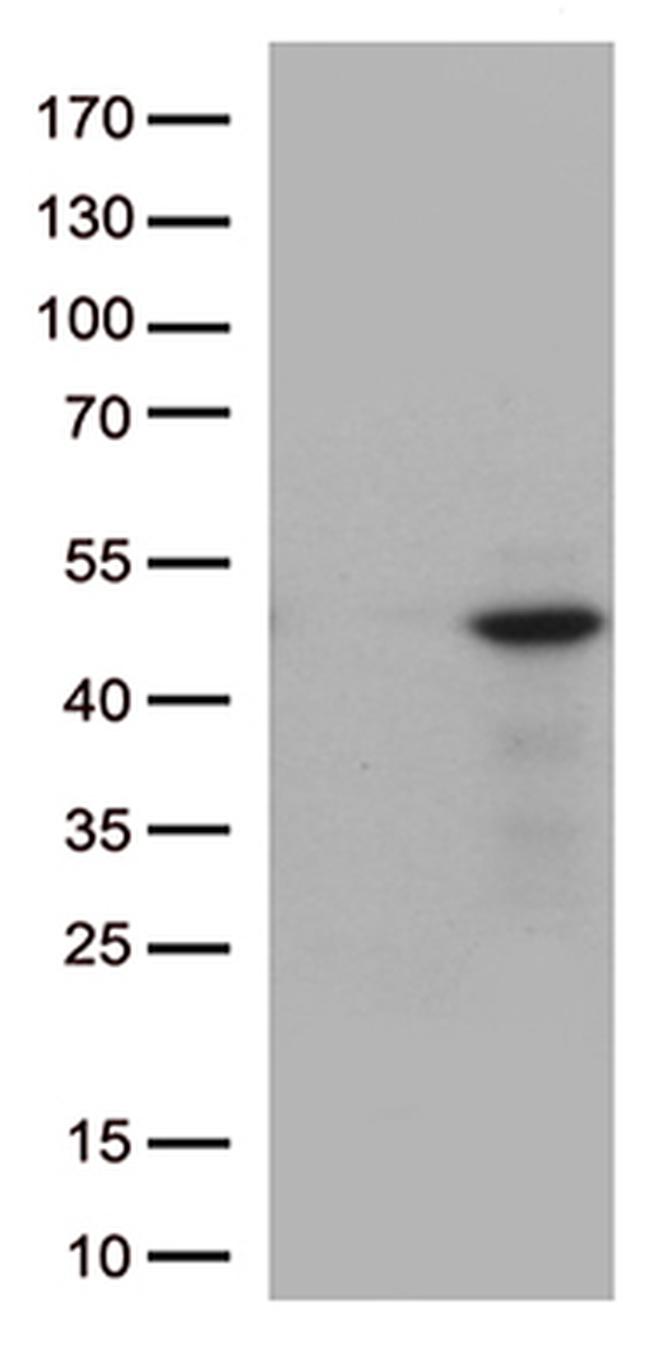 DUSP1 Antibody in Western Blot (WB)