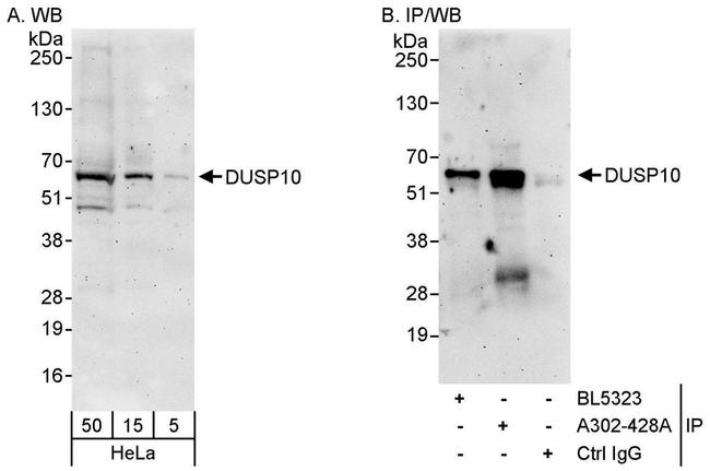 DUSP10 Antibody in Western Blot (WB)