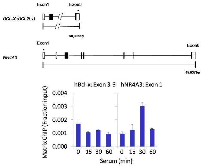 DUSP16 Antibody in ChIP Assay (ChIP)