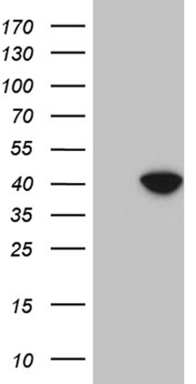 DUSP5 Antibody in Western Blot (WB)