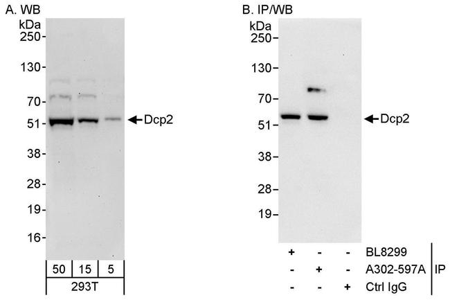 Dcp2 Antibody in Western Blot (WB)