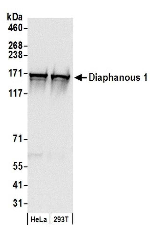 Diaphanous 1 Antibody in Western Blot (WB)