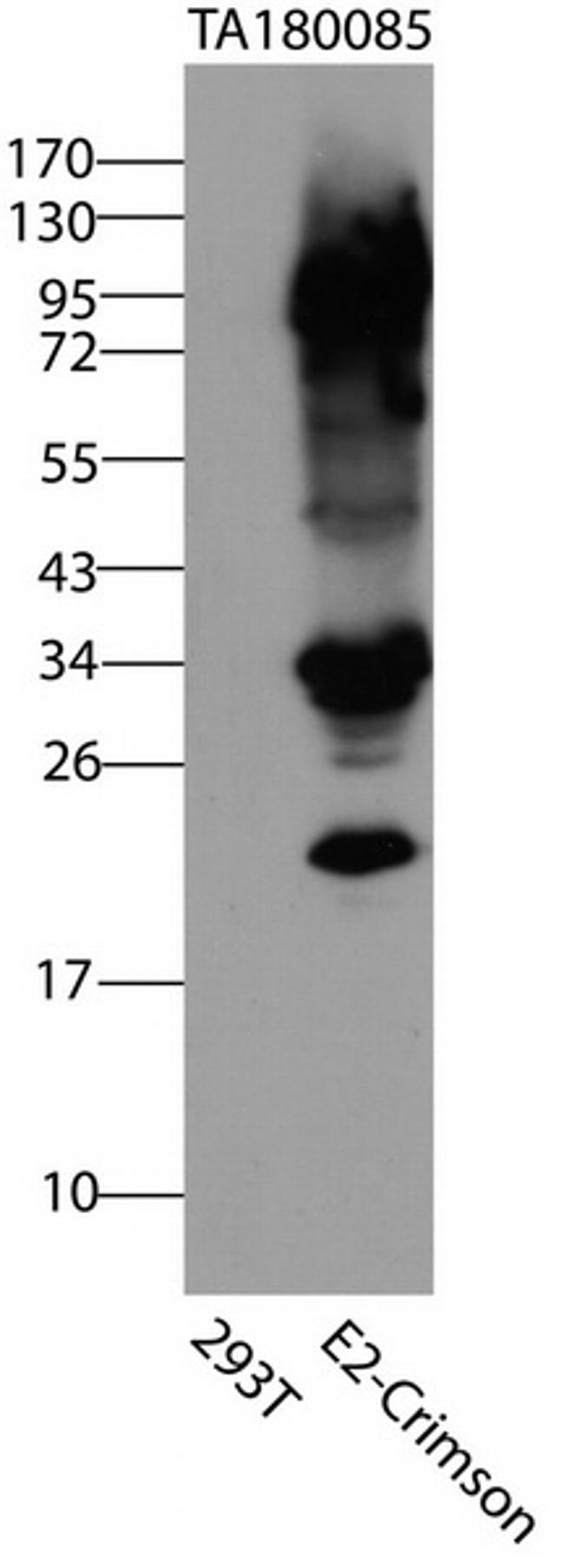 E2-Crimson Antibody in Western Blot (WB)