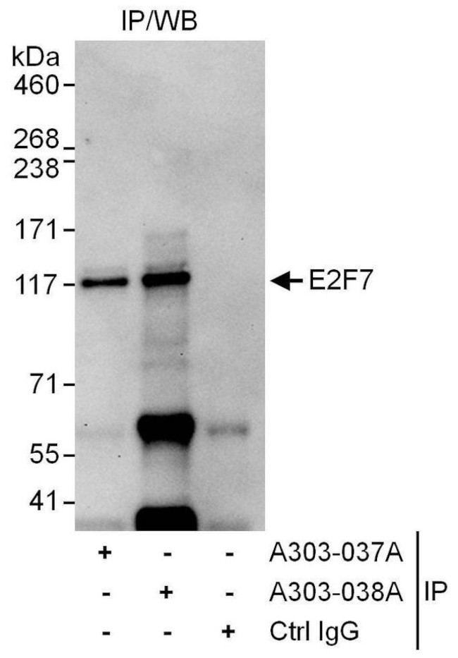 E2F7 Antibody in Immunoprecipitation (IP)