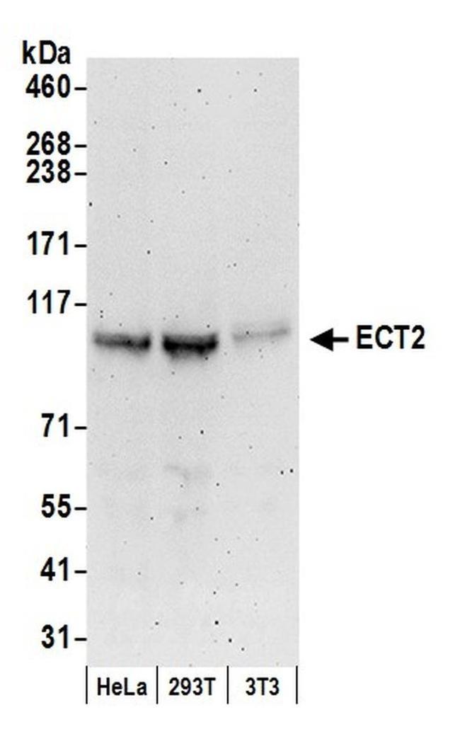 ECT2 Antibody in Western Blot (WB)