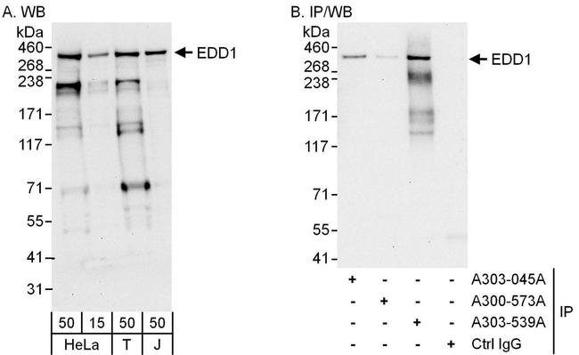 EDD1 Antibody in Western Blot (WB)