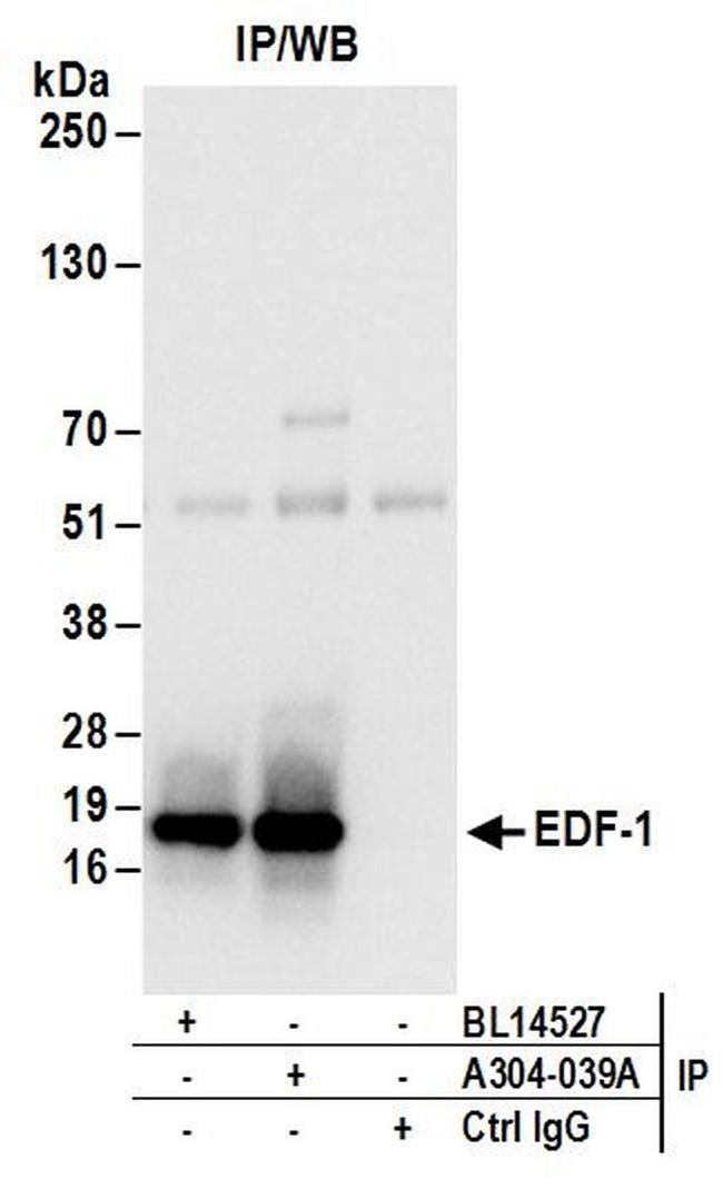 EDF-1 Antibody in Western Blot (WB)