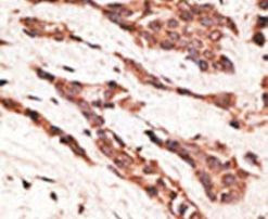 EDG4 Antibody in Immunohistochemistry (IHC)