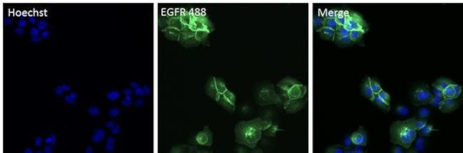 EGFR Antibody in Immunocytochemistry (ICC/IF)
