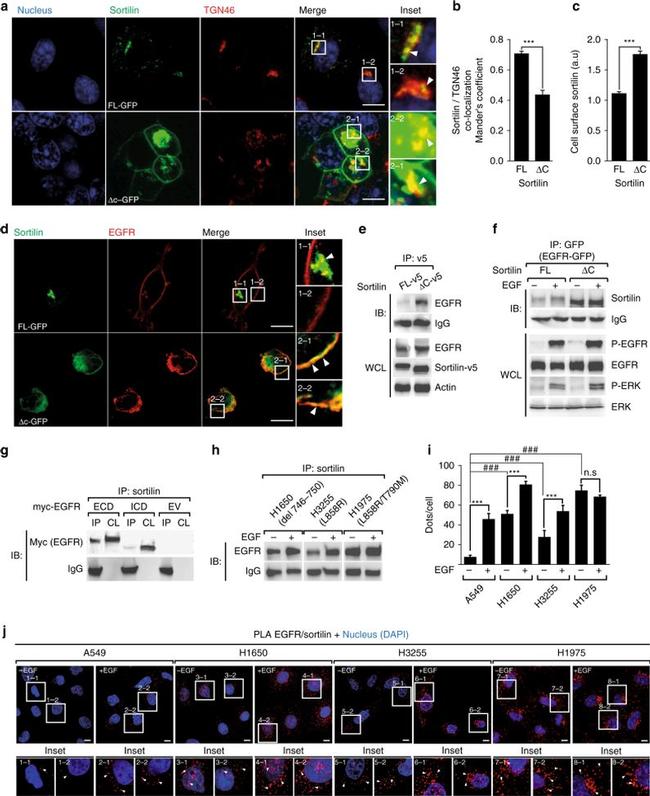 EGFR Antibody in Western Blot (WB)