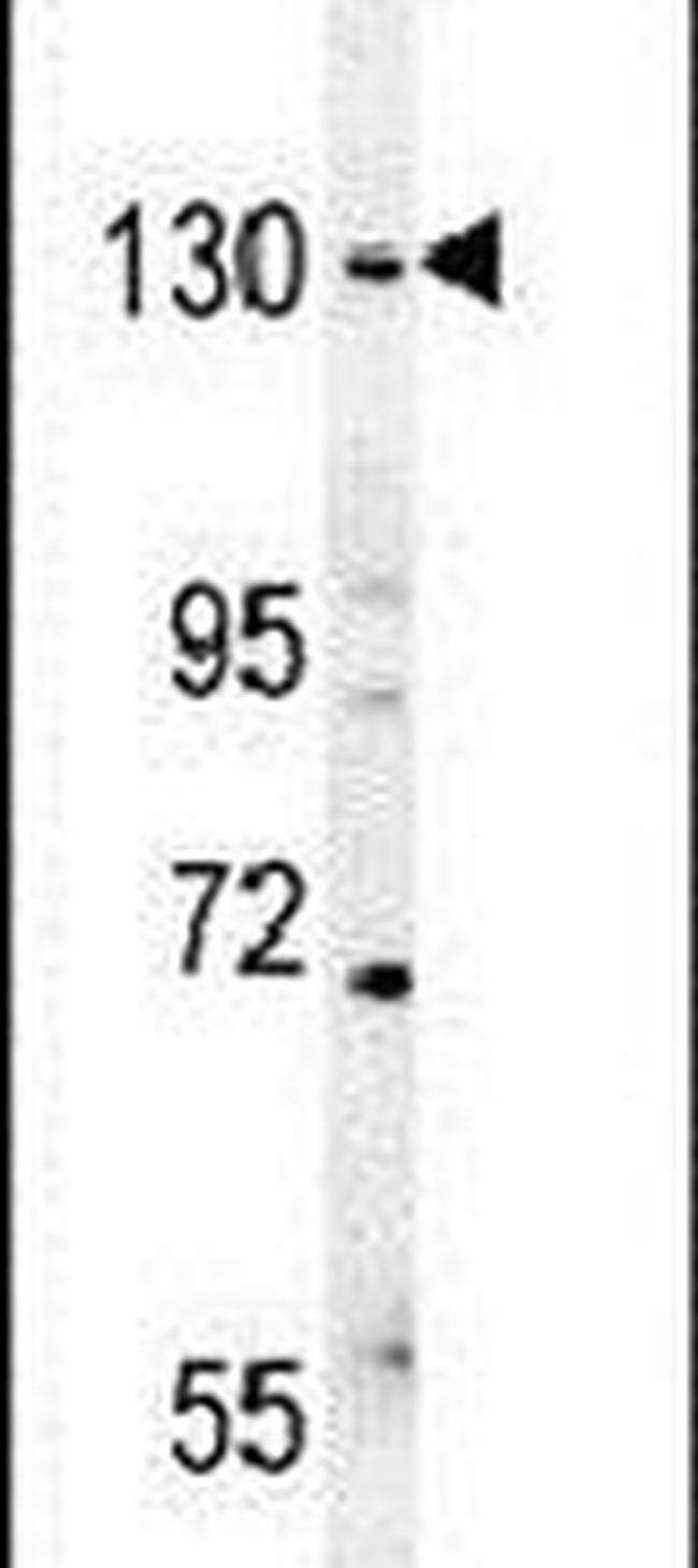 EHMT2 Antibody in Western Blot (WB)