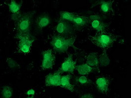 EIF1 Antibody in Immunocytochemistry (ICC/IF)