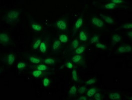 EIF1 Antibody in Immunocytochemistry (ICC/IF)