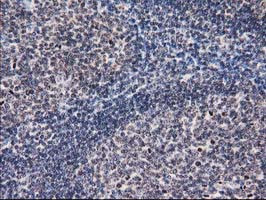 EIF1 Antibody in Immunohistochemistry (Paraffin) (IHC (P))