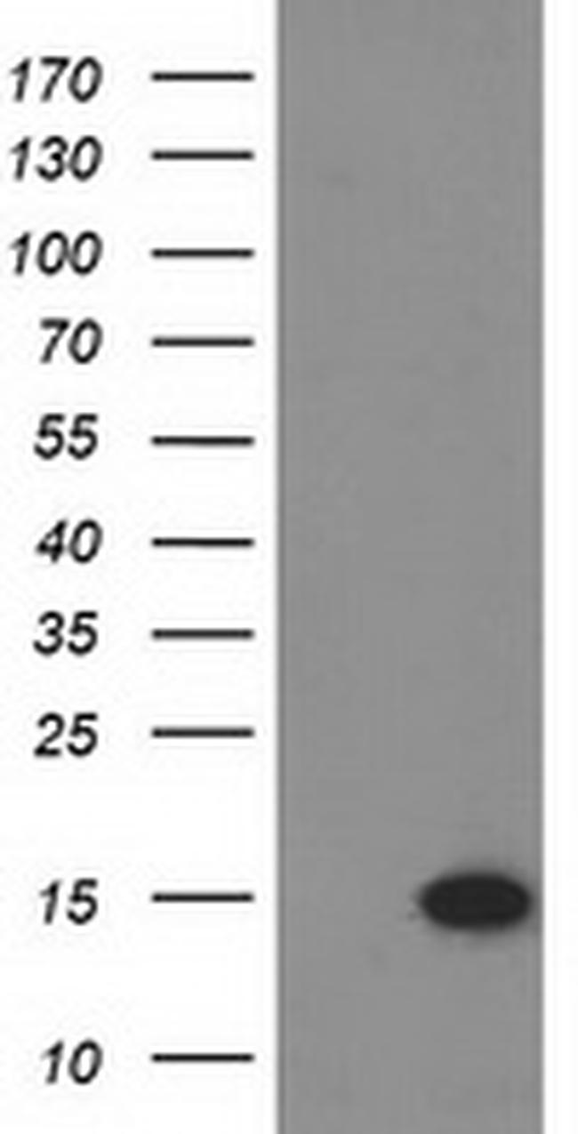 EIF1 Antibody in Western Blot (WB)