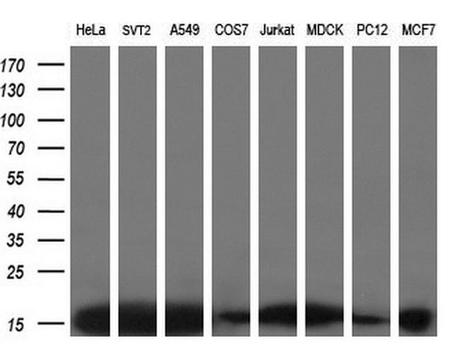 EIF1 Antibody in Western Blot (WB)