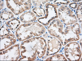 EIF2S1 Antibody in Immunohistochemistry (Paraffin) (IHC (P))