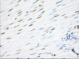 EIF2S1 Antibody in Immunohistochemistry (Paraffin) (IHC (P))