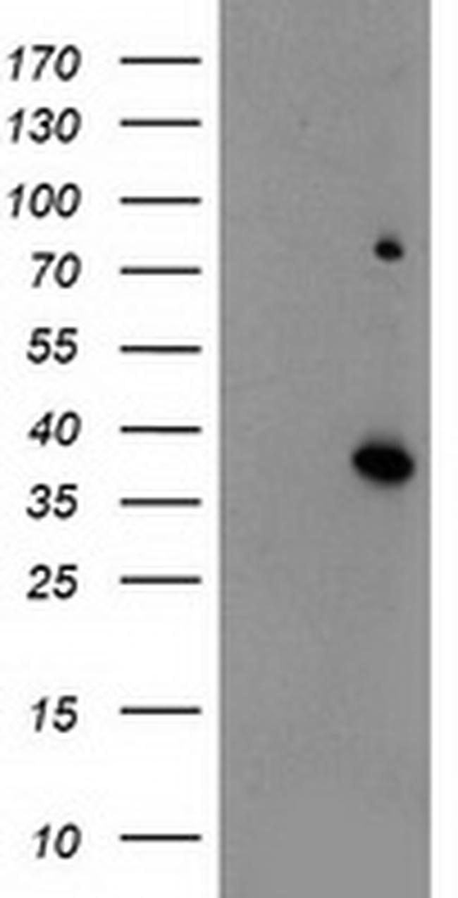 ELAVL1 Antibody in Western Blot (WB)