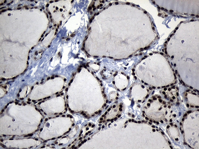 ELF4 Antibody in Immunohistochemistry (Paraffin) (IHC (P))