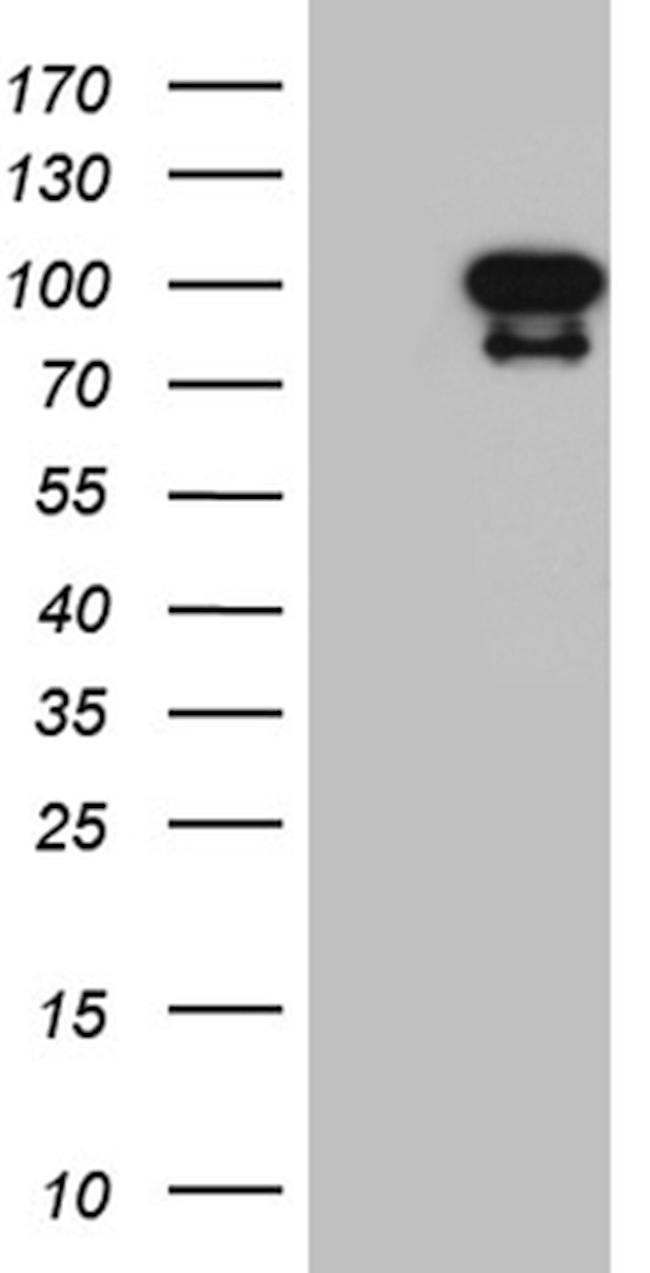 ELF4 Antibody in Western Blot (WB)