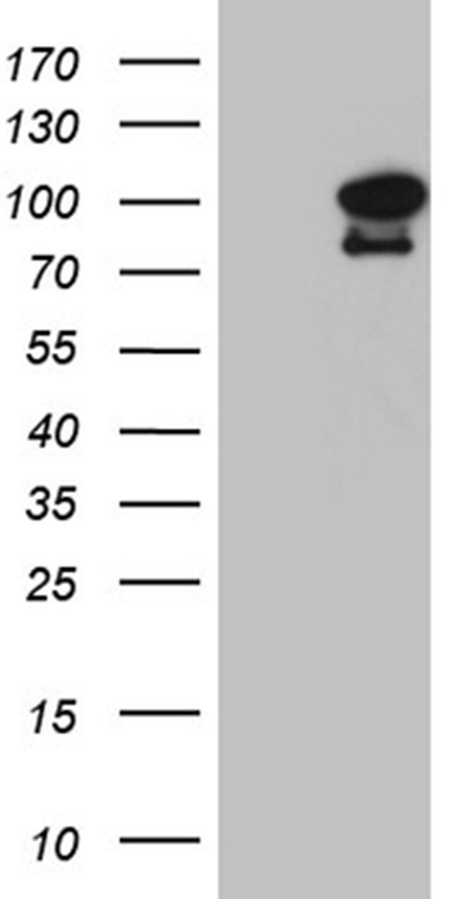 ELF4 Antibody in Western Blot (WB)