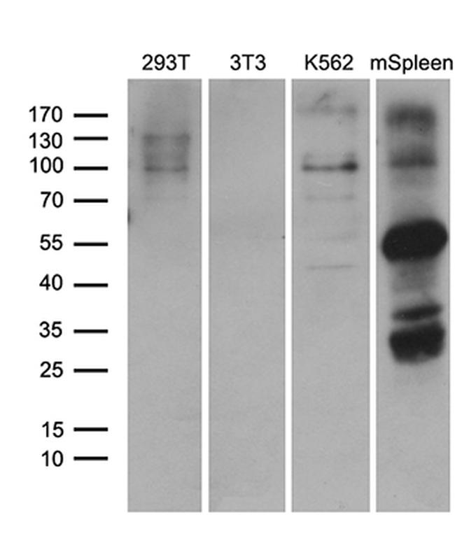 ELF4 Antibody in Western Blot (WB)