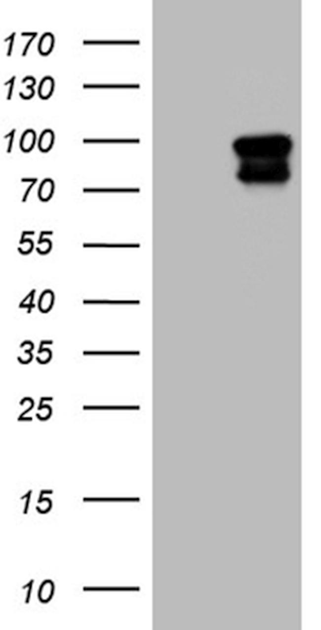 ELF4 Antibody in Western Blot (WB)