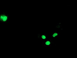 ELK3 Antibody in Immunocytochemistry (ICC/IF)