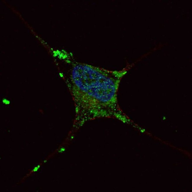 ELP2 Antibody in Immunocytochemistry (ICC/IF)