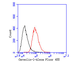 Caveolin-1 Antibody in Flow Cytometry (Flow)
