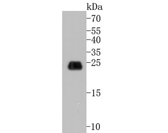 Caveolin-1 Antibody in Western Blot (WB)