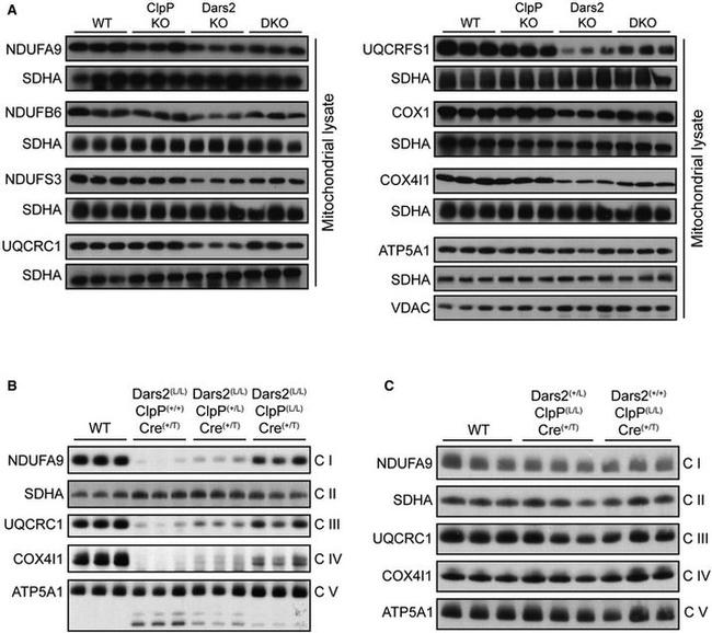 SDHA Antibody in Western Blot (WB)