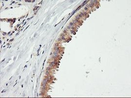 ENPEP Antibody in Immunohistochemistry (Paraffin) (IHC (P))