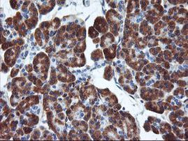 ENPEP Antibody in Immunohistochemistry (Paraffin) (IHC (P))