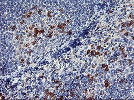 ENPEP Antibody in Immunohistochemistry (Paraffin) (IHC (P))