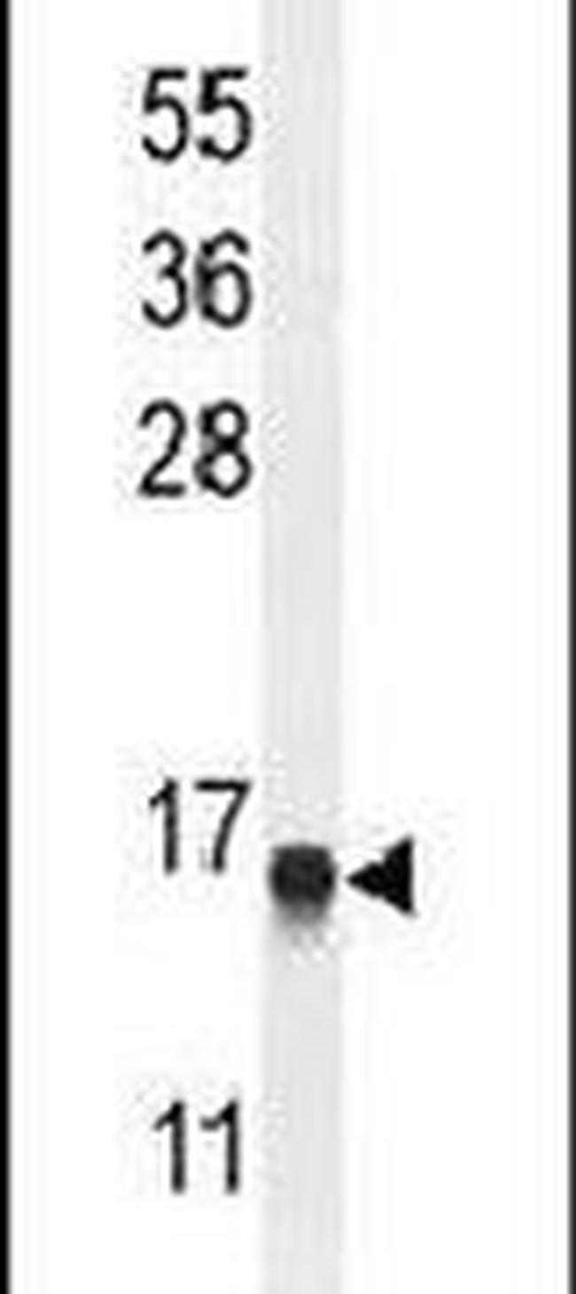 ENSA Antibody in Western Blot (WB)